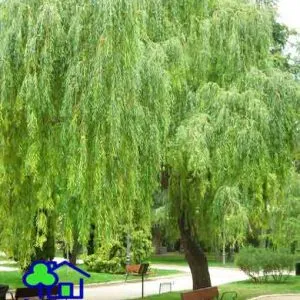 Sản phẩm cay lieu 003 300x300 — Công Ty TNHH Sản Xuất Và Kinh Doanh Cây Xanh Thủ Đô — MST 0901055653