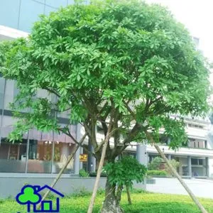 Sản phẩm cay loc vung 003 300x300 — Công Ty TNHH Sản Xuất Và Kinh Doanh Cây Xanh Thủ Đô — MST 0901055653