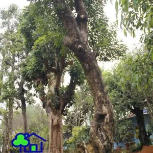 Sản phẩm cay moc 300x300 — Công Ty TNHH Sản Xuất Và Kinh Doanh Cây Xanh Thủ Đô — MST 0901055653