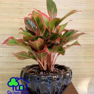 Sản phẩm cay phu quy 300x300 — Công Ty TNHH Sản Xuất Và Kinh Doanh Cây Xanh Thủ Đô — MST 0901055653
