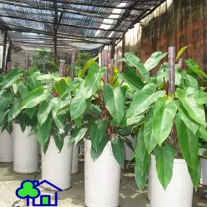 Sản phẩm cay saphia 002 300x300 — Công Ty TNHH Sản Xuất Và Kinh Doanh Cây Xanh Thủ Đô — MST 0901055653