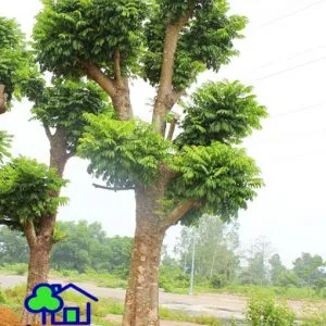 Sản phẩm cay sau 002 300x300 — Công Ty TNHH Sản Xuất Và Kinh Doanh Cây Xanh Thủ Đô — MST 0901055653