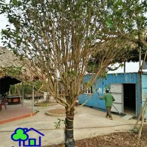 Sản phẩm cay voi 300x300 — Công Ty TNHH Sản Xuất Và Kinh Doanh Cây Xanh Thủ Đô — MST 0901055653