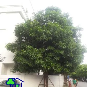 Sản phẩm cay xoai 300x300 — Công Ty TNHH Sản Xuất Và Kinh Doanh Cây Xanh Thủ Đô — MST 0901055653