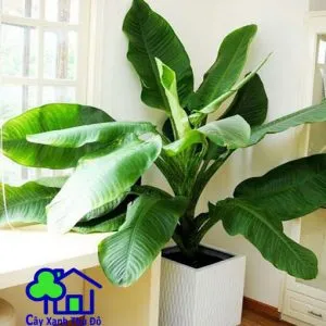 Sản phẩm dai phu gia 300x300 — Công Ty TNHH Sản Xuất Và Kinh Doanh Cây Xanh Thủ Đô — MST 0901055653