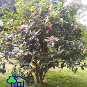 Sản phẩm hoa hai duong 300x300 — Công Ty TNHH Sản Xuất Và Kinh Doanh Cây Xanh Thủ Đô — MST 0901055653