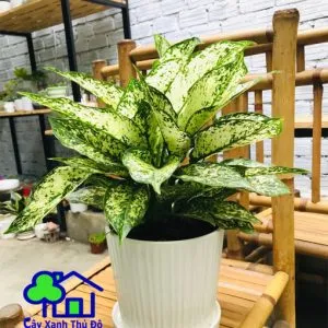 Sản phẩm ngoc ngan 300x300 — Công Ty TNHH Sản Xuất Và Kinh Doanh Cây Xanh Thủ Đô — MST 0901055653