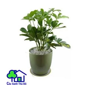 Sản phẩm ngu gia bi 300x300 — Công Ty TNHH Sản Xuất Và Kinh Doanh Cây Xanh Thủ Đô — MST 0901055653