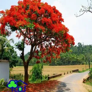 Sản phẩm phuong vi 002 300x300 — Công Ty TNHH Sản Xuất Và Kinh Doanh Cây Xanh Thủ Đô — MST 0901055653