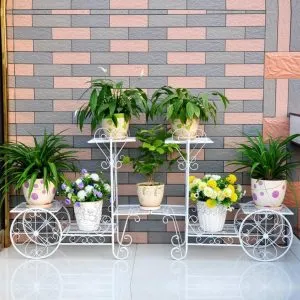 Sản phẩm 1ed44be2ef7f0921506e 1 300x300 — Công Ty TNHH Sản Xuất Và Kinh Doanh Cây Xanh Thủ Đô — MST 0901055653