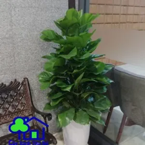 Sản phẩm Trau ba cot 300x300 — Công Ty TNHH Sản Xuất Và Kinh Doanh Cây Xanh Thủ Đô — MST 0901055653
