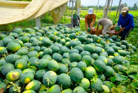 Sản phẩm anh — Vận Chuyển Hàng Hóa ánh Dương - Công Ty TNHH Vận tải và XNK ánh Dương — MST 0901096829