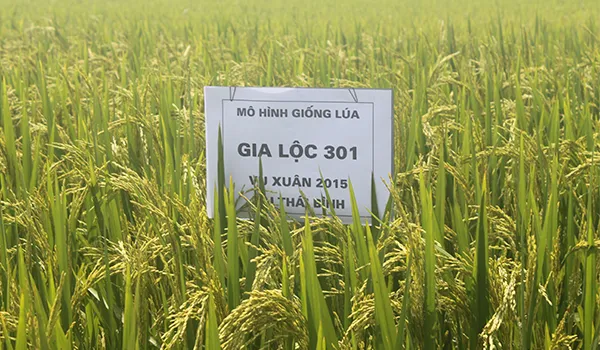 Sản phẩm mo hinh lua — Gạo Hưng Cúc - Công Ty TNHH Hưng Cúc — MST 1000339080