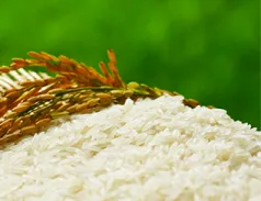 Sản phẩm 50 238x183 — Gạo Hưng Cúc - Công Ty TNHH Hưng Cúc — MST 1000339080