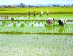 Sản phẩm di cay 238x183 — Gạo Hưng Cúc - Công Ty TNHH Hưng Cúc — MST 1000339080