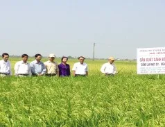 Sản phẩm dong lua1 238x183 — Gạo Hưng Cúc - Công Ty TNHH Hưng Cúc — MST 1000339080