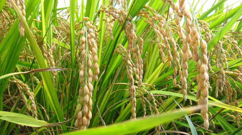 Sản phẩm Organic Golden Rice 2 — Gạo Hưng Cúc - Công Ty TNHH Hưng Cúc — MST 1000339080