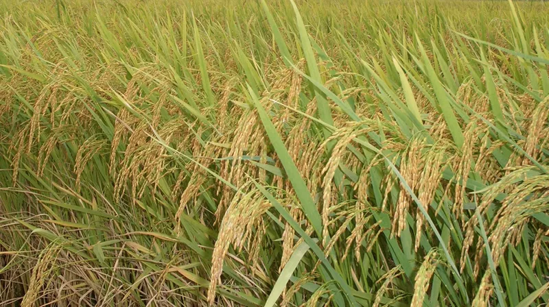 Sản phẩm T10 chuan — Gạo Hưng Cúc - Công Ty TNHH Hưng Cúc — MST 1000339080