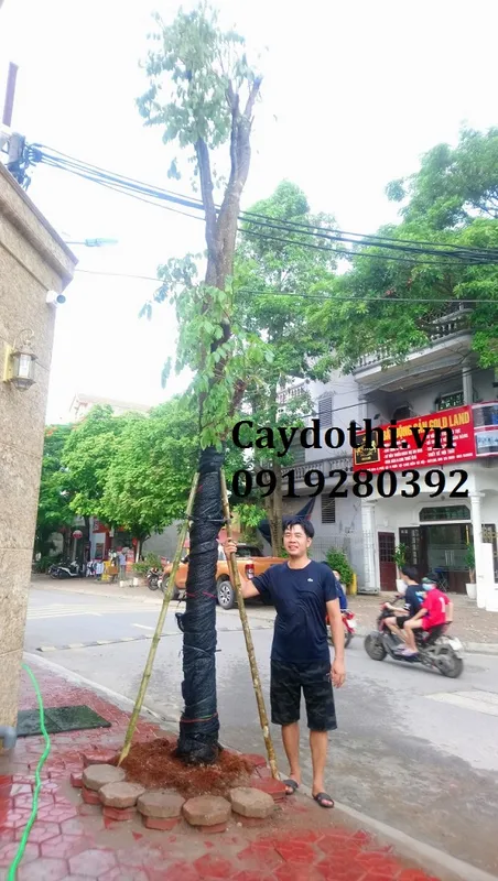 Sản phẩm z2625064556058398c26ed58ee054c10857b2a90b2f200 — Công Ty TNHH Lanscape - Cây Xanh Đô Thị Việt Nam — MST 1001111709