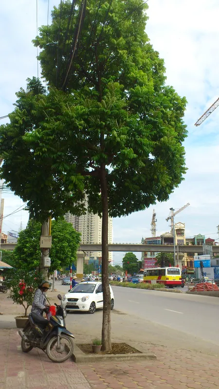 Sản phẩm dsc0020 — Công Ty TNHH Lanscape - Cây Xanh Đô Thị Việt Nam — MST 1001111709