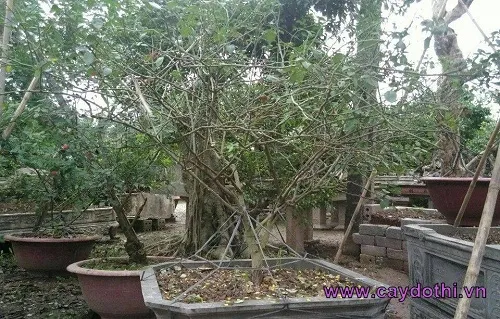 Sản phẩm cay hong phan 3 — Công Ty TNHH Lanscape - Cây Xanh Đô Thị Việt Nam — MST 1001111709