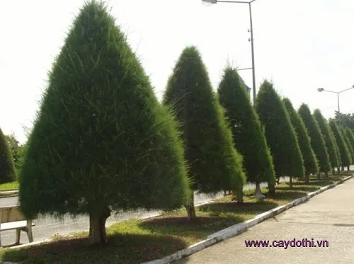 Sản phẩm cay thong phi lao 3 — Công Ty TNHH Lanscape - Cây Xanh Đô Thị Việt Nam — MST 1001111709