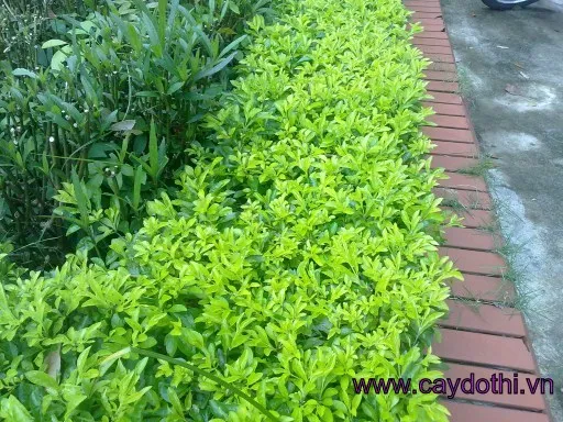 Sản phẩm cay co chuoi ngoc 5 — Công Ty TNHH Lanscape - Cây Xanh Đô Thị Việt Nam — MST 1001111709
