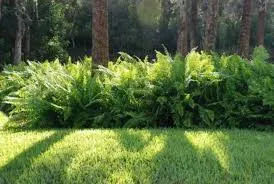 Sản phẩm images — Công Ty TNHH Lanscape - Cây Xanh Đô Thị Việt Nam — MST 1001111709