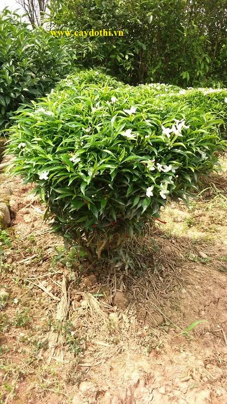 Sản phẩm 1342855316926785042860816742927442643478015n — Công Ty TNHH Lanscape - Cây Xanh Đô Thị Việt Nam — MST 1001111709