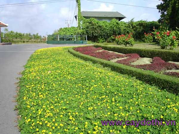 Sản phẩm co la lac 2 — Công Ty TNHH Lanscape - Cây Xanh Đô Thị Việt Nam — MST 1001111709
