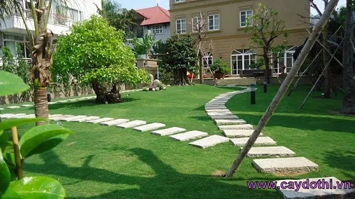 Sản phẩm co nhun nhat 3 — Công Ty TNHH Lanscape - Cây Xanh Đô Thị Việt Nam — MST 1001111709