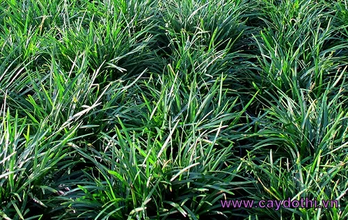 Sản phẩm co toc tien 1 — Công Ty TNHH Lanscape - Cây Xanh Đô Thị Việt Nam — MST 1001111709