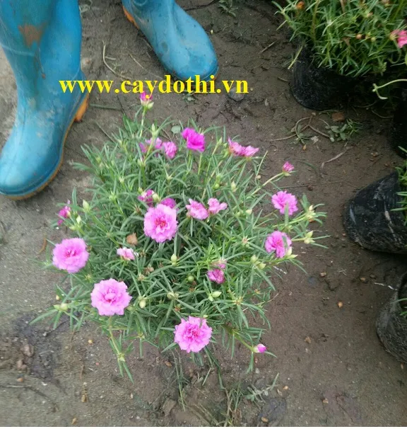 Sản phẩm z1044007130513ca77afd284f18728faeba15df87baeb7 — Công Ty TNHH Lanscape - Cây Xanh Đô Thị Việt Nam — MST 1001111709