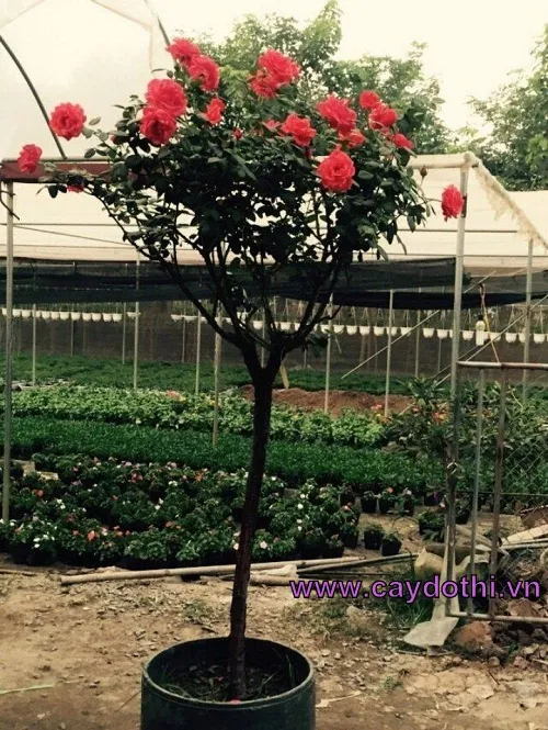Sản phẩm cay hong chee rose 5 — Công Ty TNHH Lanscape - Cây Xanh Đô Thị Việt Nam — MST 1001111709