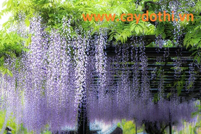 Sản phẩm ve may bay gia re di nhat chiem nguong sac hoa tu dang2 — Công Ty TNHH Lanscape - Cây Xanh Đô Thị Việt Nam — MST 1001111709