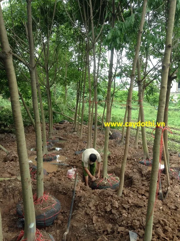 Sản phẩm img3281 — Công Ty TNHH Lanscape - Cây Xanh Đô Thị Việt Nam — MST 1001111709