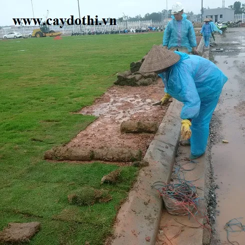 Sản phẩm img20151205105133 — Công Ty TNHH Lanscape - Cây Xanh Đô Thị Việt Nam — MST 1001111709