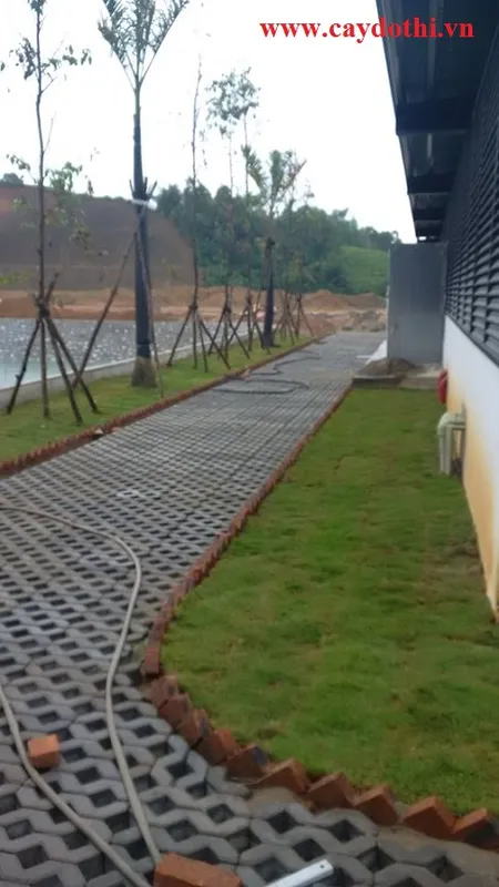 Sản phẩm 1333275411015377132357897654346676601451484n — Công Ty TNHH Lanscape - Cây Xanh Đô Thị Việt Nam — MST 1001111709