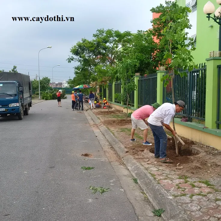 Sản phẩm img20160527154629 — Công Ty TNHH Lanscape - Cây Xanh Đô Thị Việt Nam — MST 1001111709