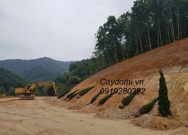 Sản phẩm z17064665953157c0150f7d7dbe1e26d2e5d65a77cc655 — Công Ty TNHH Lanscape - Cây Xanh Đô Thị Việt Nam — MST 1001111709