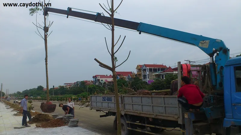 Sản phẩm dsc0035 — Công Ty TNHH Lanscape - Cây Xanh Đô Thị Việt Nam — MST 1001111709