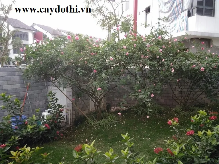 Sản phẩm img20160401220832 — Công Ty TNHH Lanscape - Cây Xanh Đô Thị Việt Nam — MST 1001111709