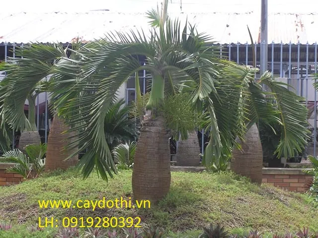 Sản phẩm 6 — Công Ty TNHH Lanscape - Cây Xanh Đô Thị Việt Nam — MST 1001111709