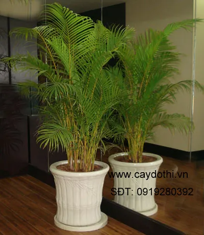 Sản phẩm cay cau vang 2 — Công Ty TNHH Lanscape - Cây Xanh Đô Thị Việt Nam — MST 1001111709