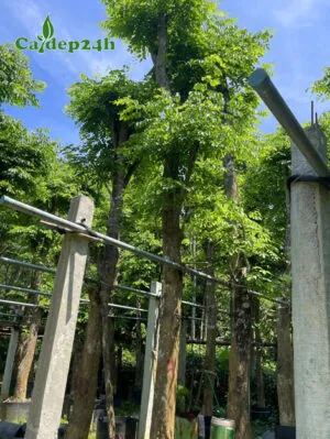 Sản phẩm ban cay giang huong cong trinh 300x399 — Công Ty TNHH Thương Mại Và Dịch Vụ Cây Ba Miền — MST 1001241955