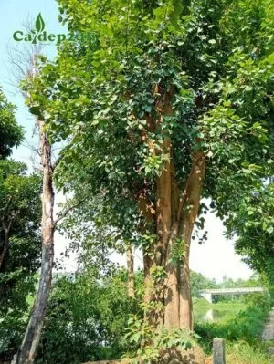 Sản phẩm cay bo de 300x399 — Công Ty TNHH Thương Mại Và Dịch Vụ Cây Ba Miền — MST 1001241955