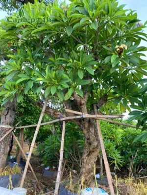 Sản phẩm cay hoa dai co thu dam u 300x399 — Công Ty TNHH Thương Mại Và Dịch Vụ Cây Ba Miền — MST 1001241955