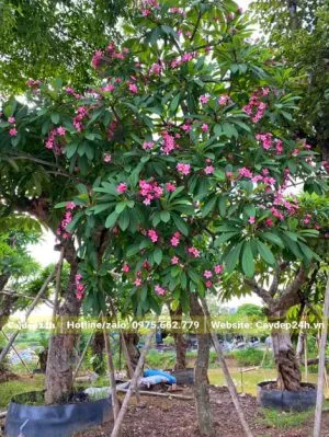 Sản phẩm cay hoa dai hong dam u 300x399 — Công Ty TNHH Thương Mại Và Dịch Vụ Cây Ba Miền — MST 1001241955