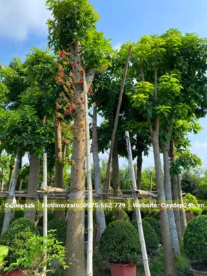 Sản phẩm cay hoa sala dam u ky 300x399 — Công Ty TNHH Thương Mại Và Dịch Vụ Cây Ba Miền — MST 1001241955