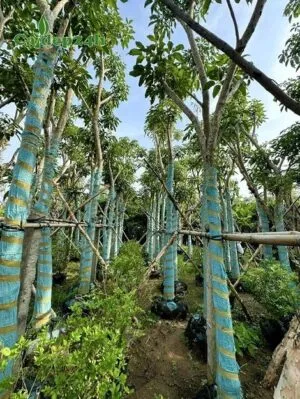 Sản phẩm cay ken hong 300x399 — Công Ty TNHH Thương Mại Và Dịch Vụ Cây Ba Miền — MST 1001241955